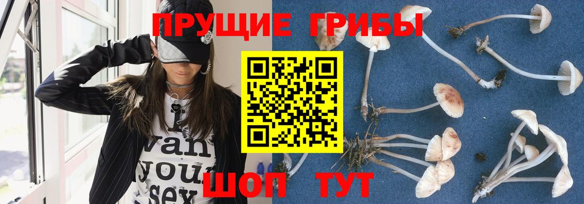 где можно купить   Псилоцибиновые грибы GOLDEN TEACHER  Галлюциногенные грибы GOLDEN TEACHER  Вход с VPN  Лыткарино 